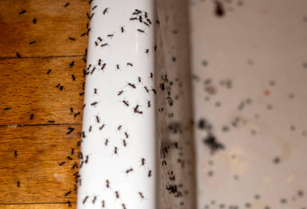 Wildlife Control Services in Murraysville, NC