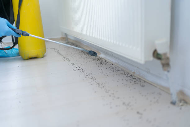 Professional Pest Control in Murraysville, NC