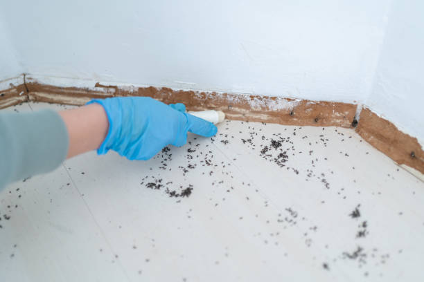 Best Exterminator Services  in Murraysville, NC